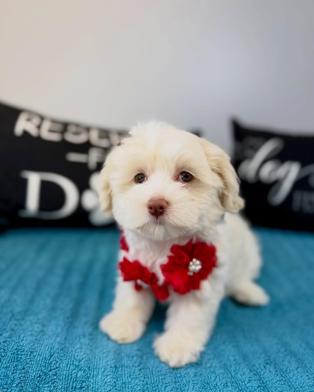 Male Cockapoo puppy for sale named Charlie