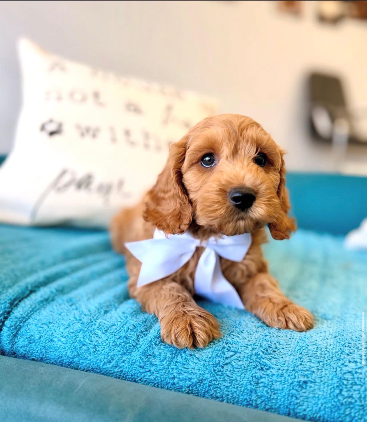 Female Cockapoo puppy for sale named Daisy