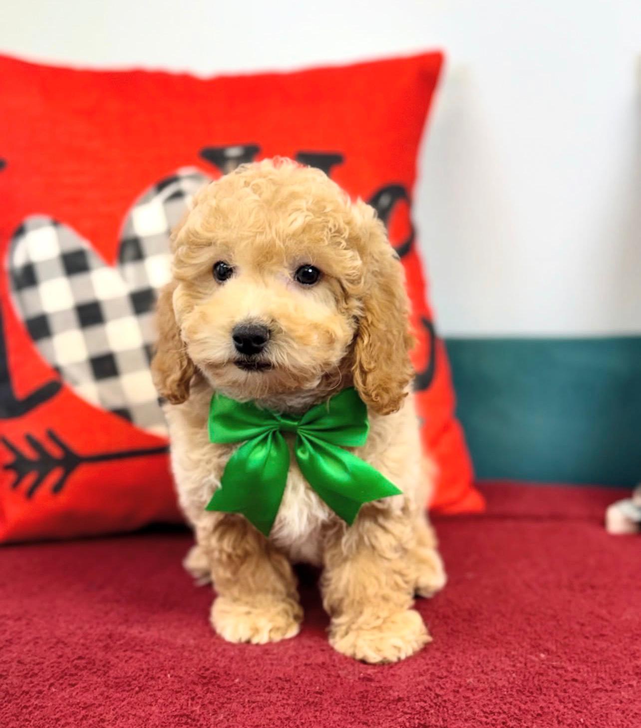 Male Cockapoo puppy for sale named Alfie