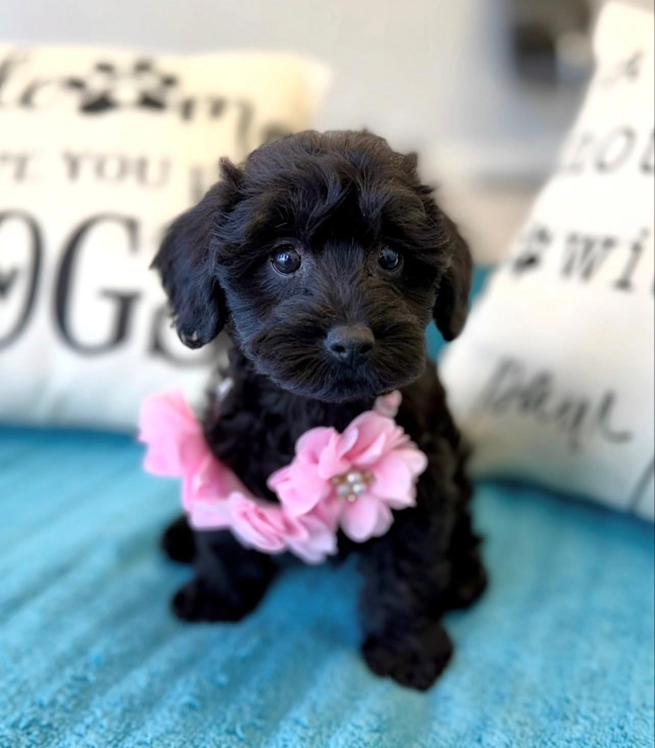Female Cockapoo puppy for sale named Bella