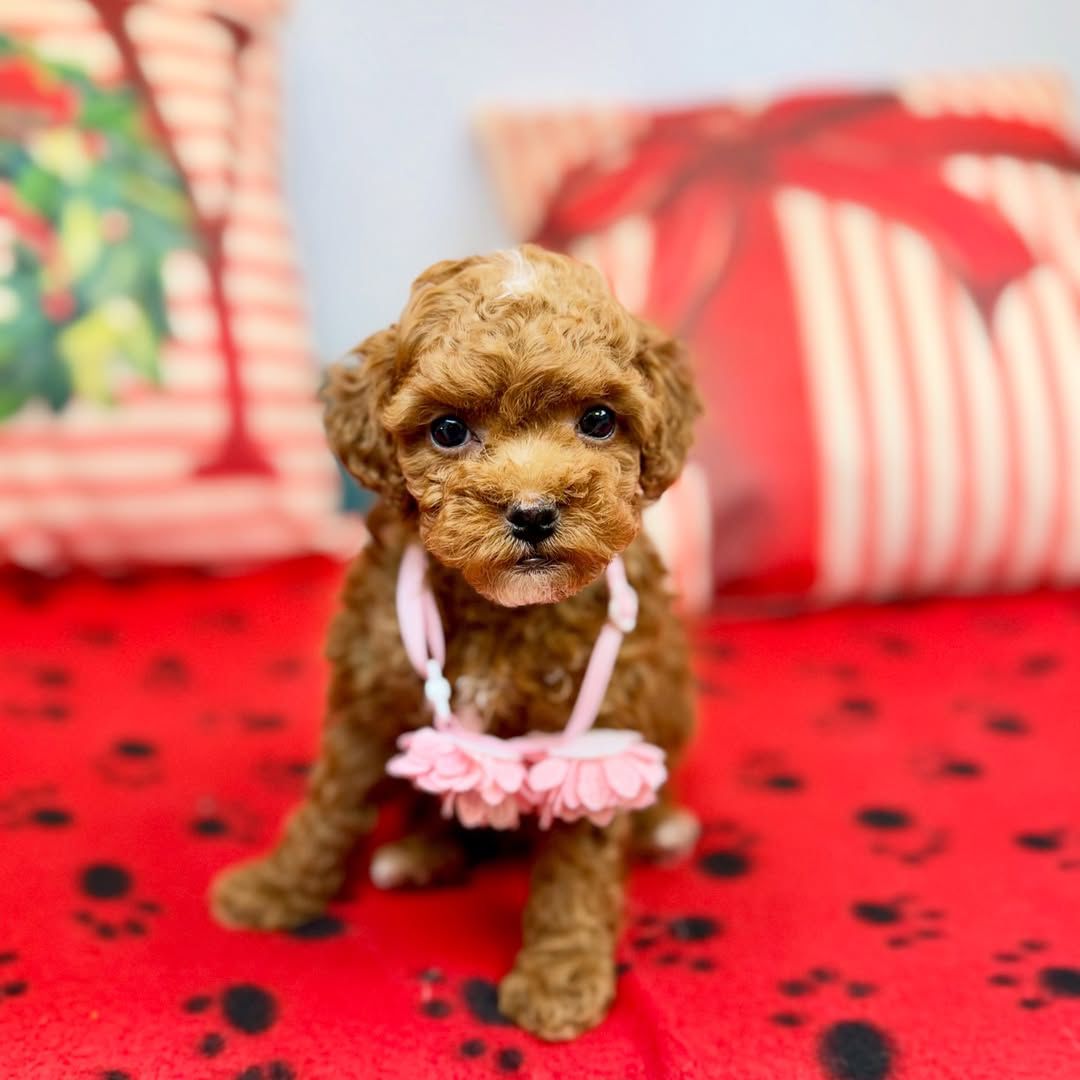 Female Cockapoo puppy for sale named Rosie