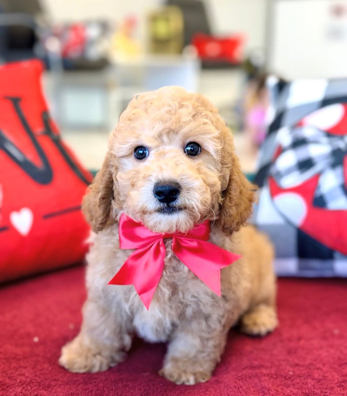 Male Cockapoo puppy for sale named Teddy