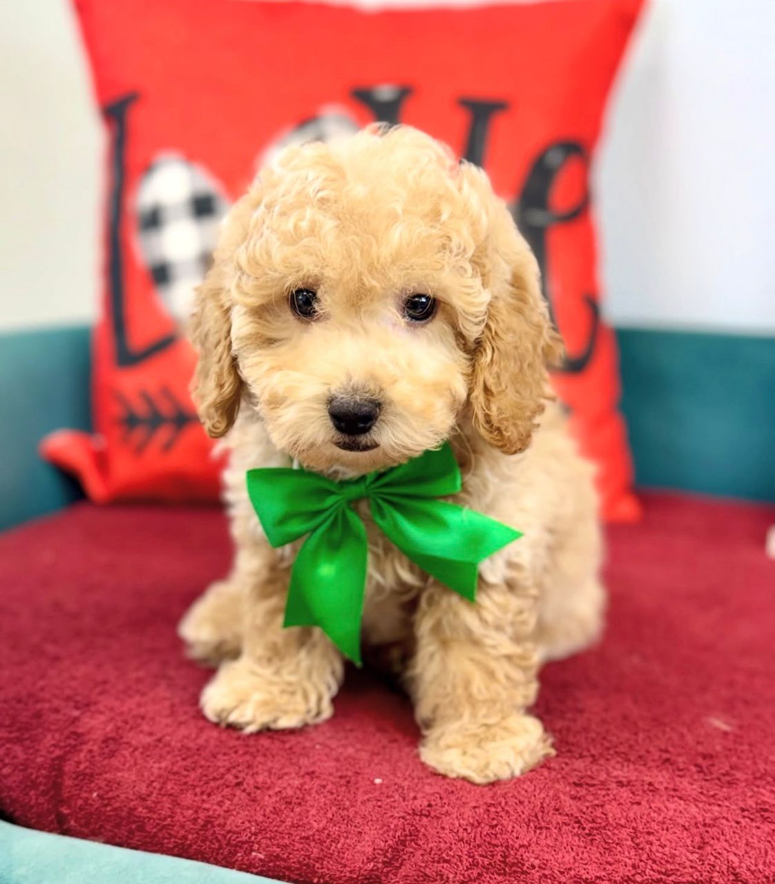 Female Cockapoo puppy for sale named Luna