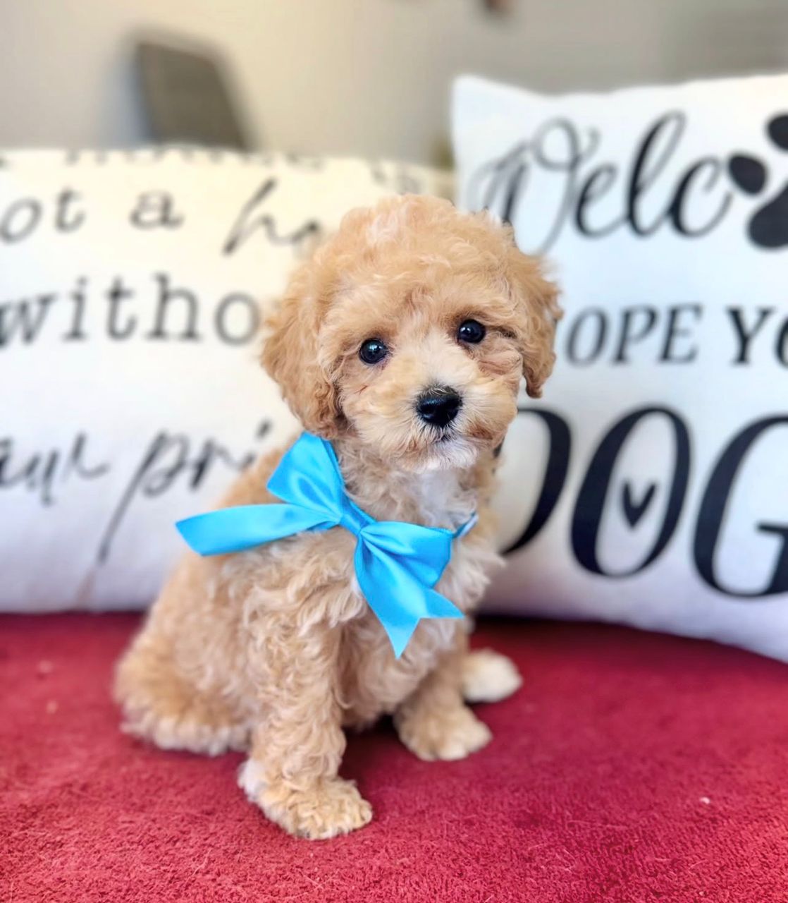 Male Cockapoo puppy for sale named Milo