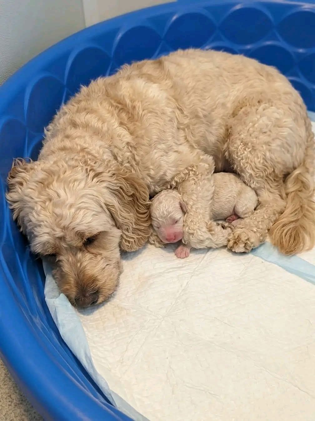 A premium Cockapoo mother at Prestige Pups