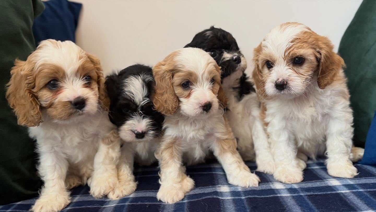 Healthy Cockapoo puppy from Prestige Pups