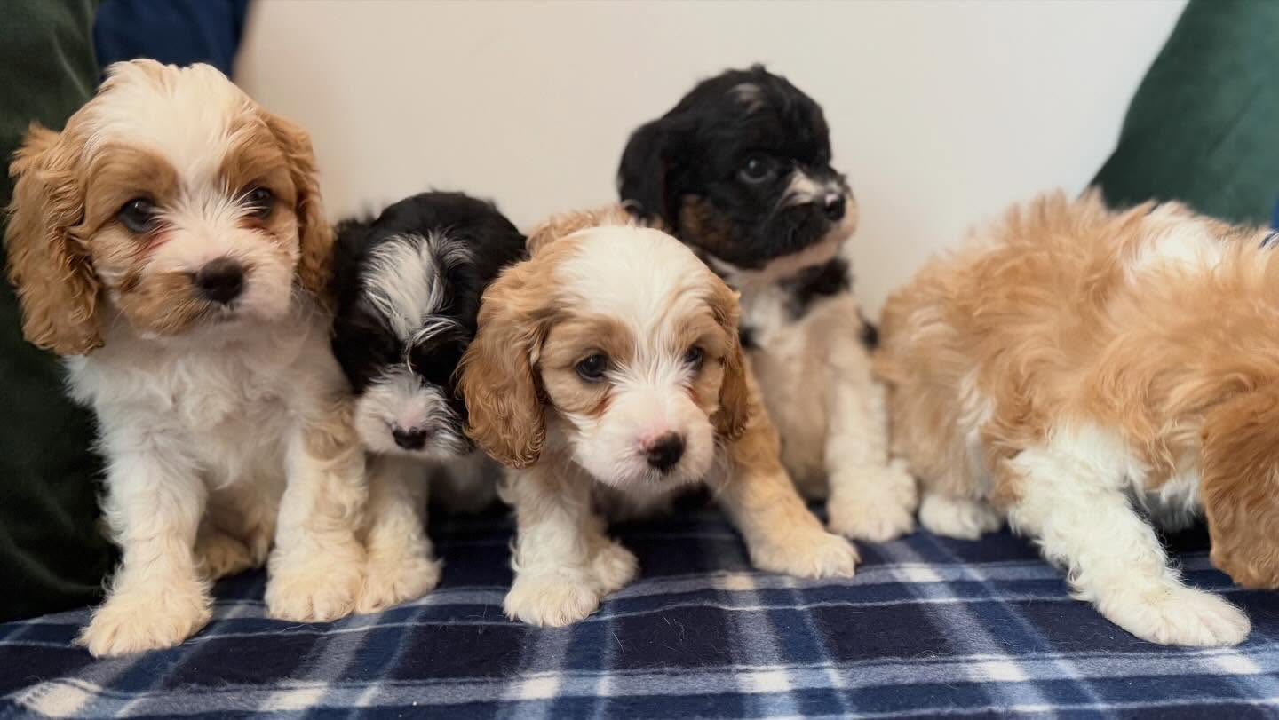 Cute Cockapoo puppy raised ethically in the UK