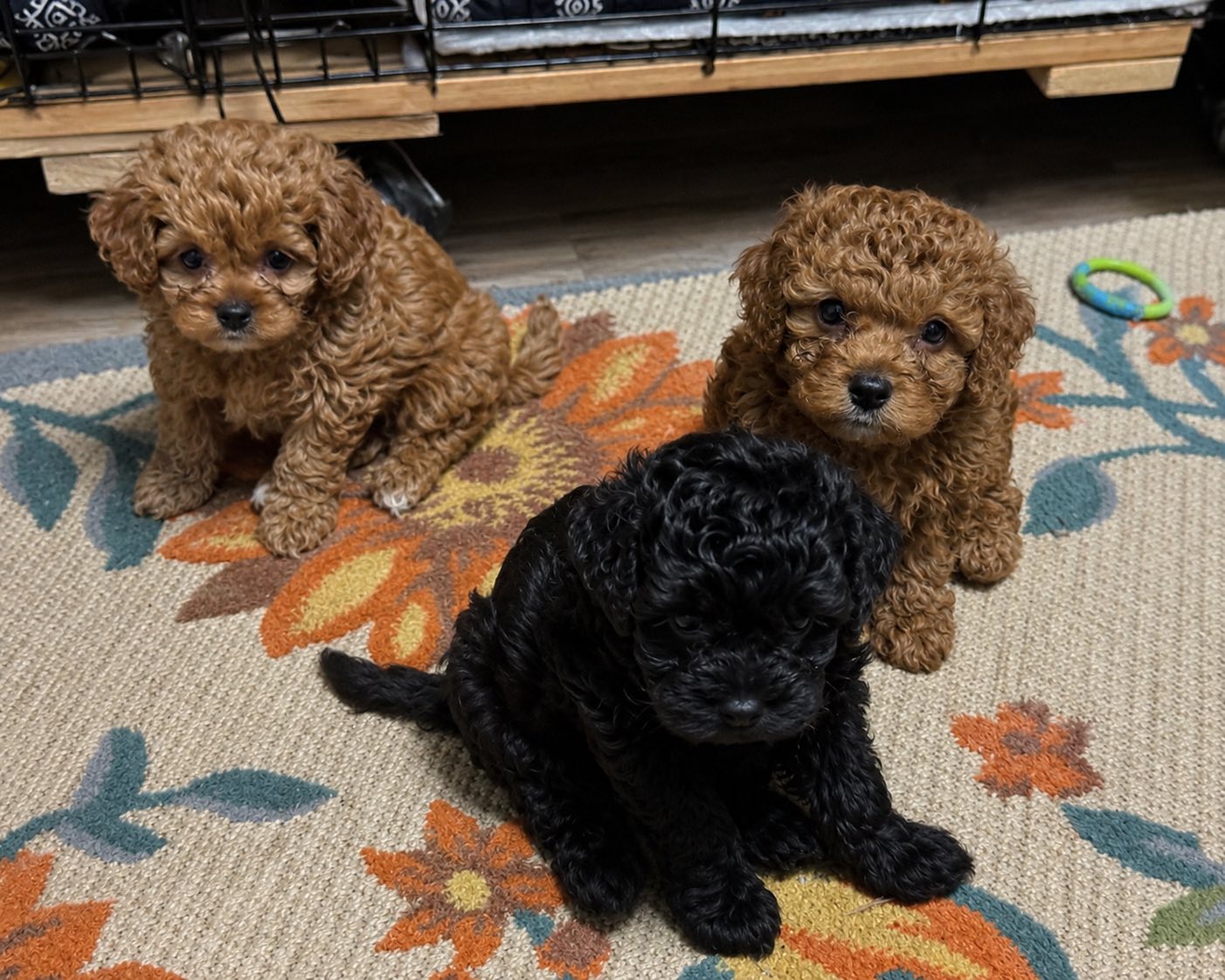 Ethically raised Cockapoo puppies