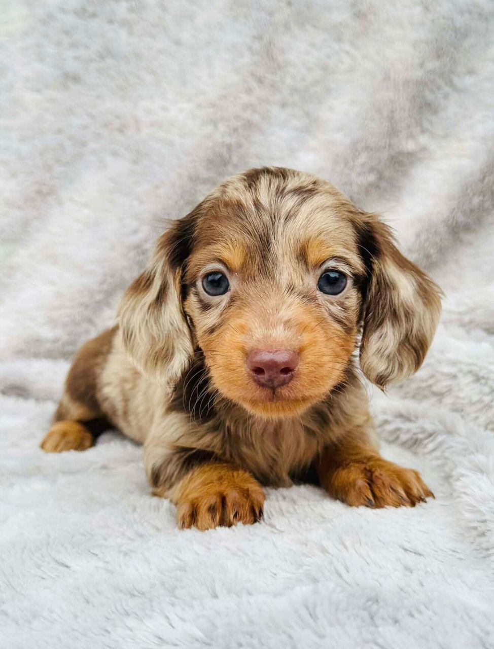 Male Miniature Dachshund puppy for sale named Otto