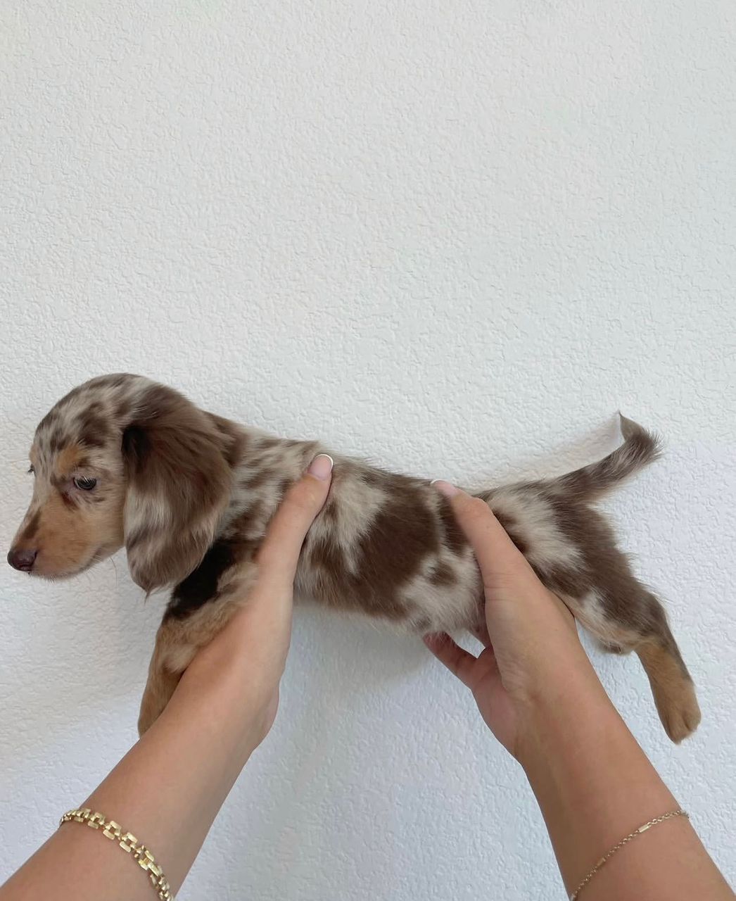 Female Miniature Dachshund puppy for sale named Penny