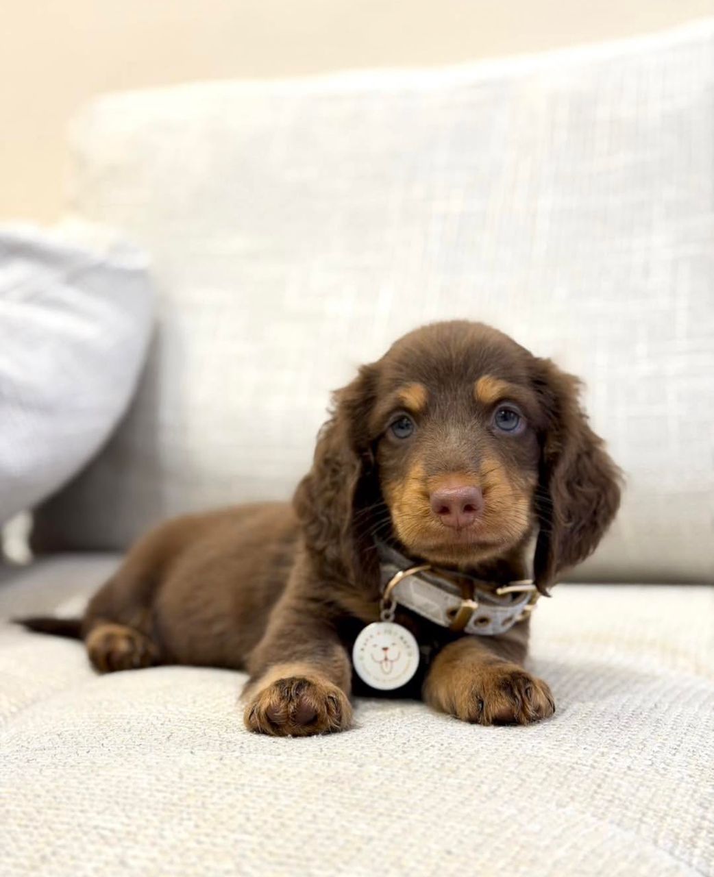 Male Miniature Dachshund puppy for sale named Frankie