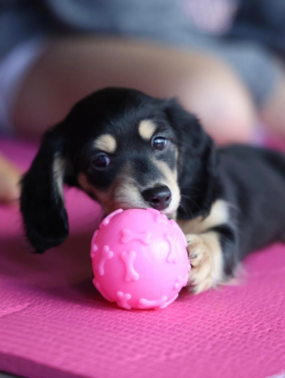 Female Miniature Dachshund puppy for sale named Ruby