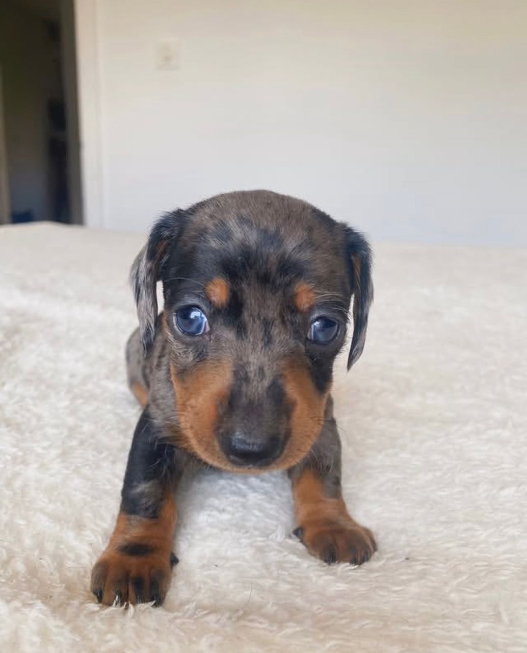 Male Miniature Dachshund puppy for sale named Archie