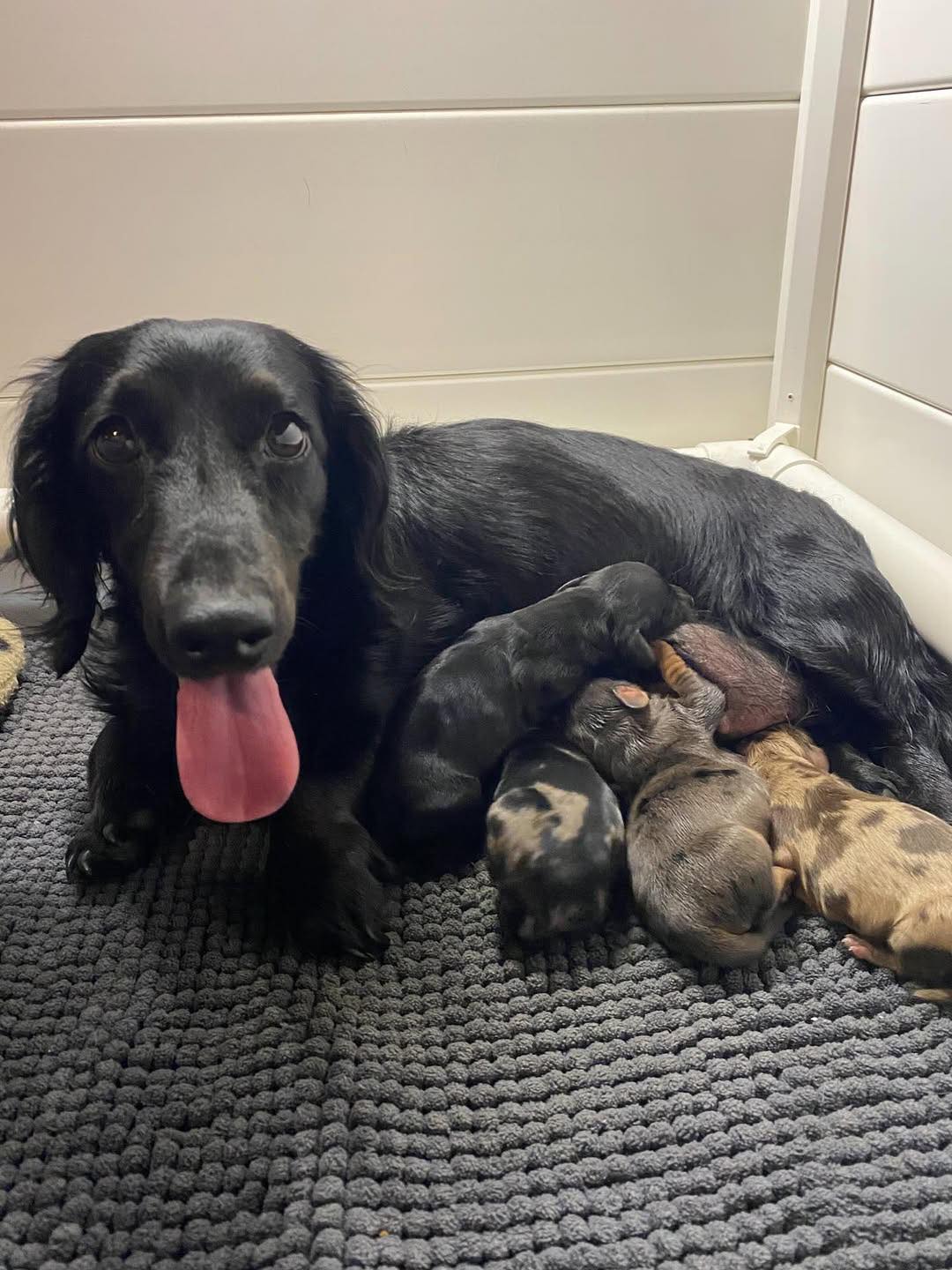 Miniature Dachshund mother and puppy