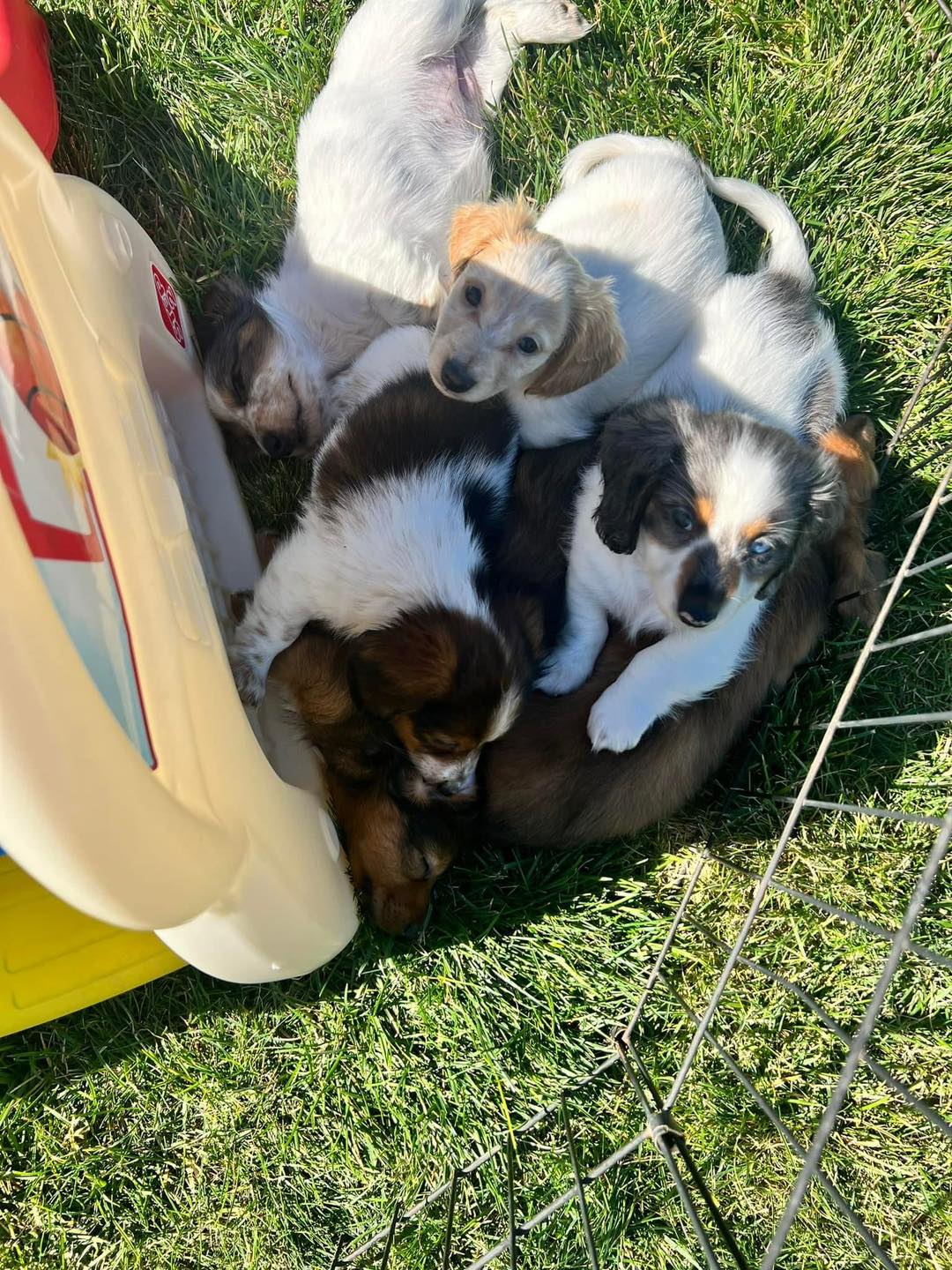 Miniature Dachshund puppies resting at our breeding facility