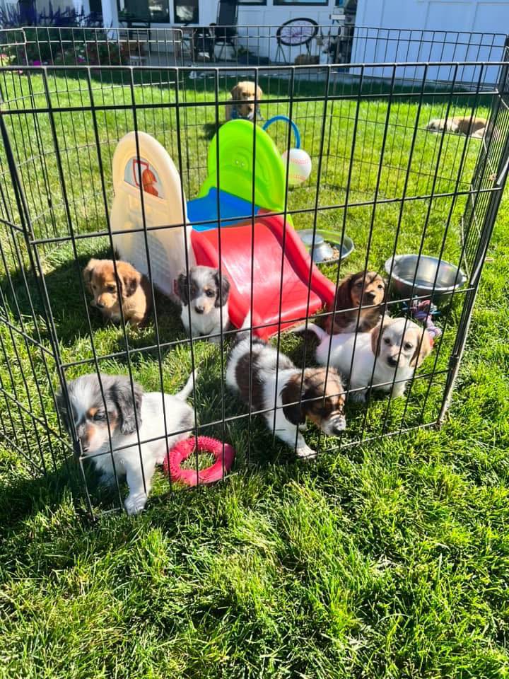 Miniature Dachshund puppies socialising in our facility