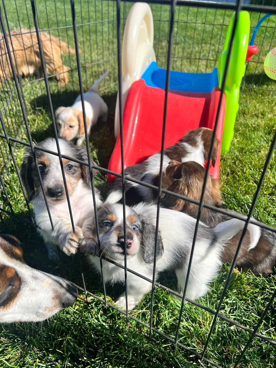 Miniature Dachshund puppies ready for their forever homes