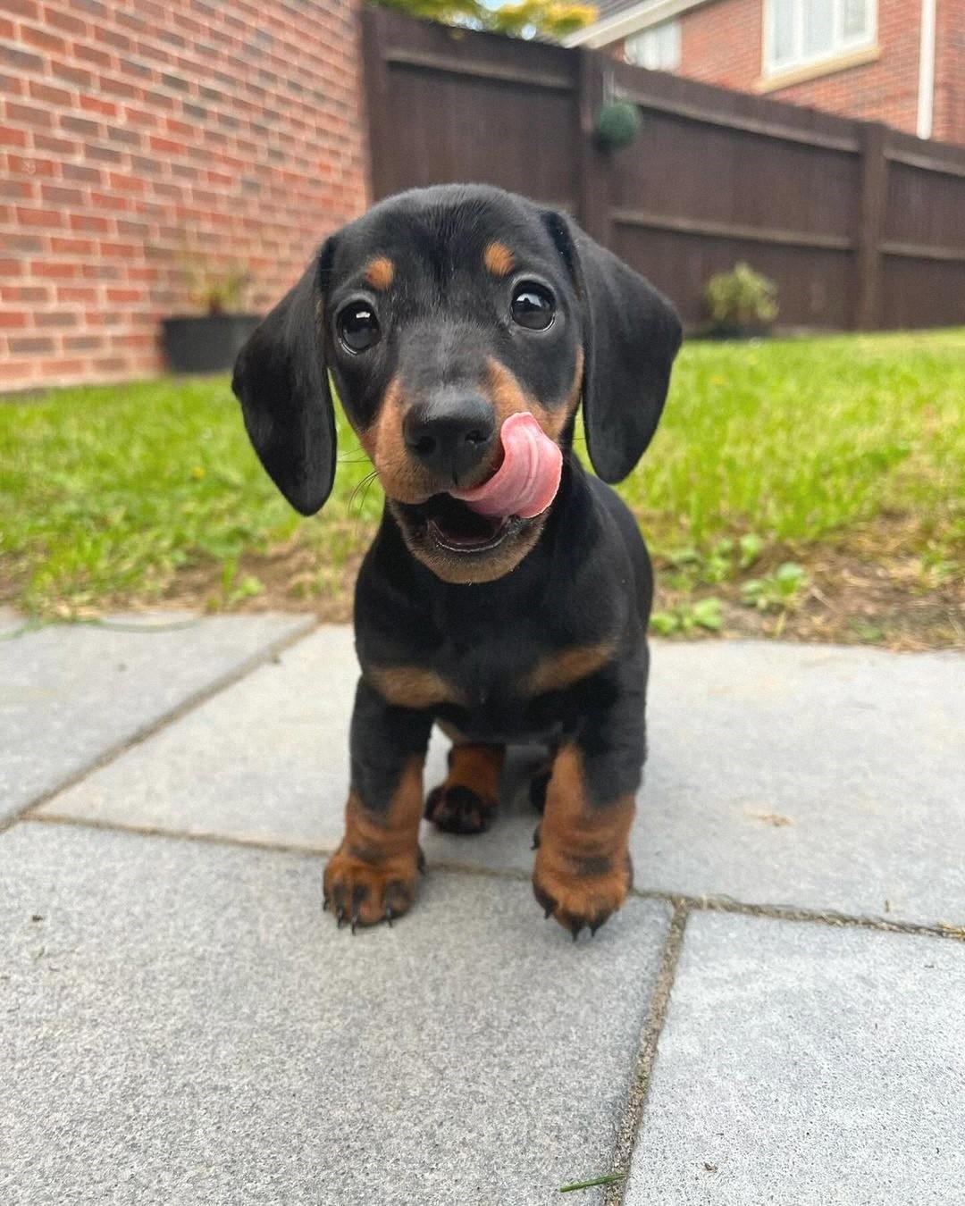 Male Miniature Dachshund puppy for sale named Buster
