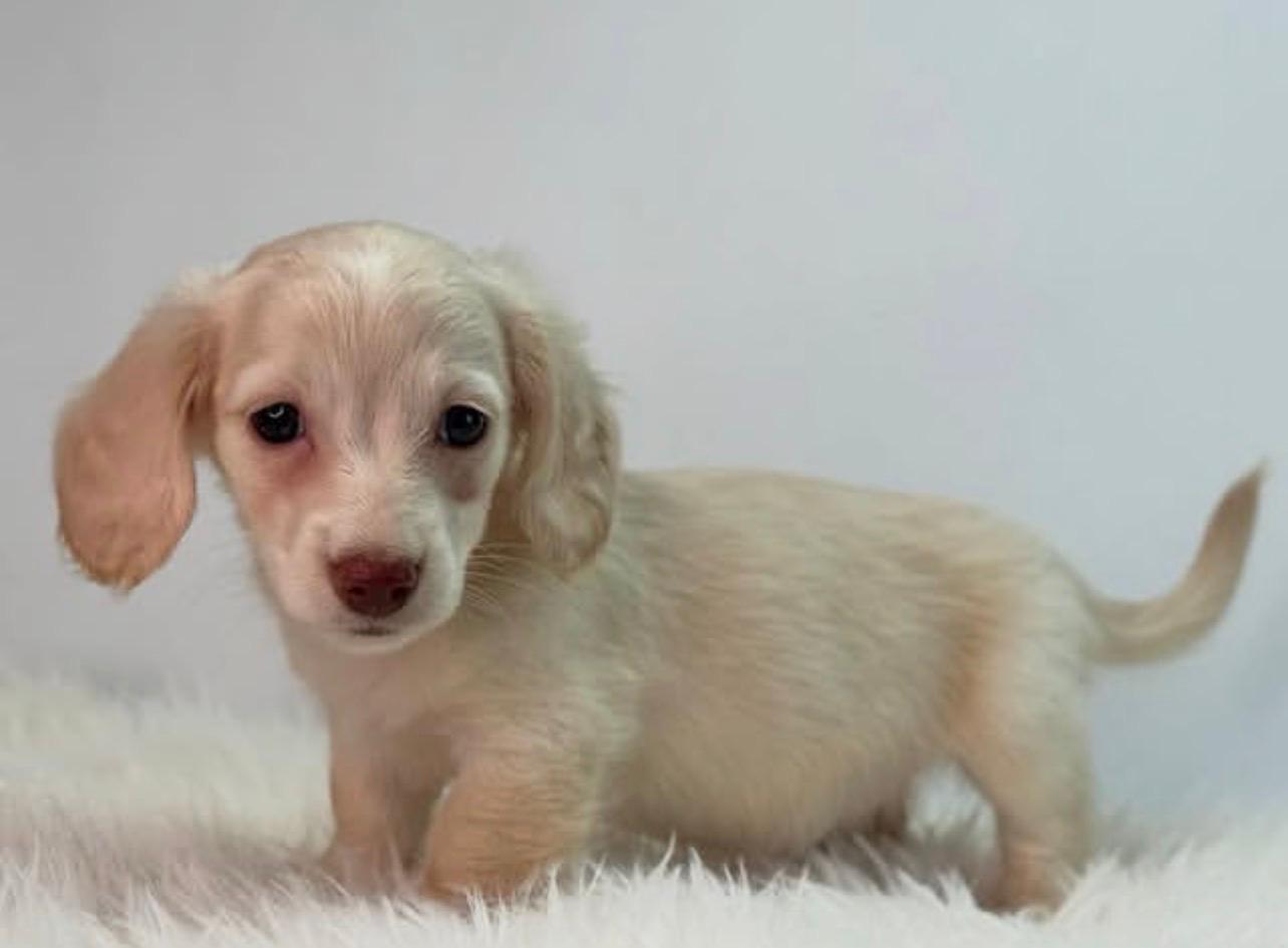 Female Miniature Dachshund puppy for sale named Mabel