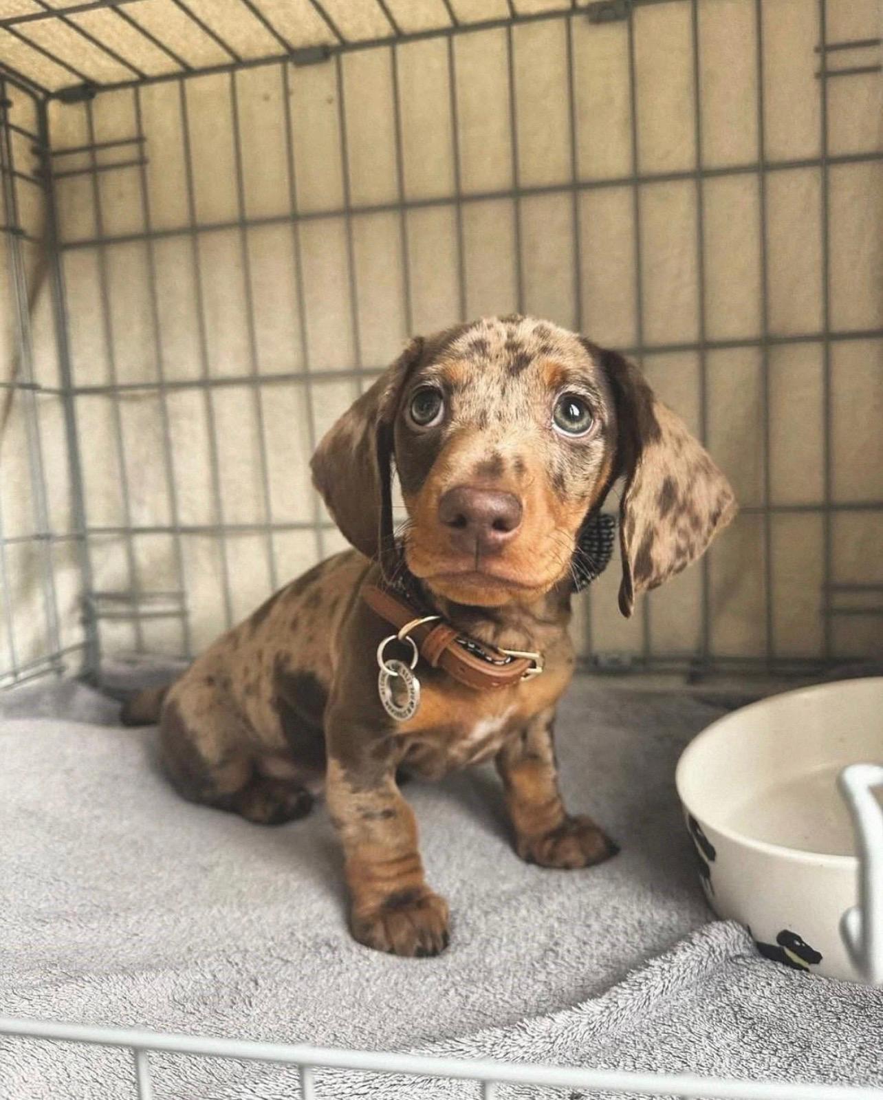 Female Miniature Dachshund puppy for sale named Lola